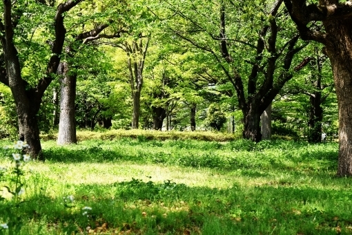 庭に生える雑草の種類と活用法 Lady Wild